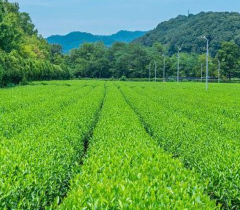 info-1-1 Organic Steamed Green Tea